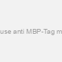 Mouse anti MBP-Tag mAb
